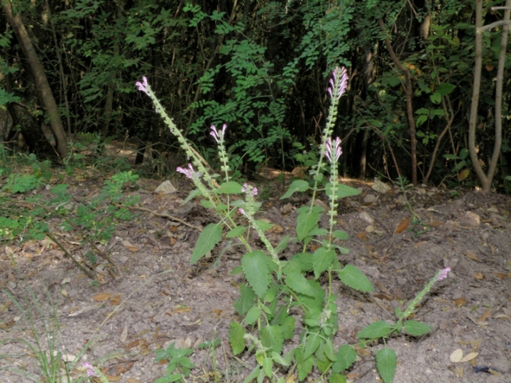 Scutellaria columnae